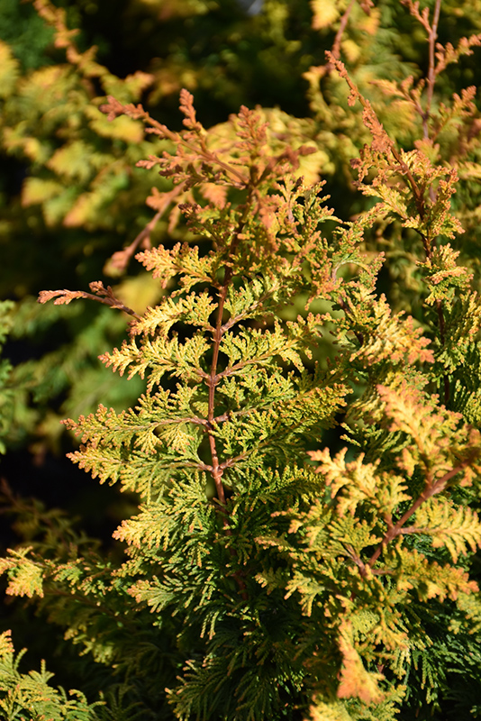 Fernspray Gold Falsecypress (Chamaecyparis obtusa 'Fernspray Gold') at Autumn Hill Nursery