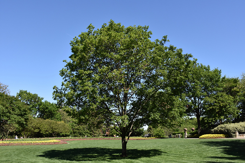 Trident Maple (Acer buergerianum) at Autumn Hill Nursery