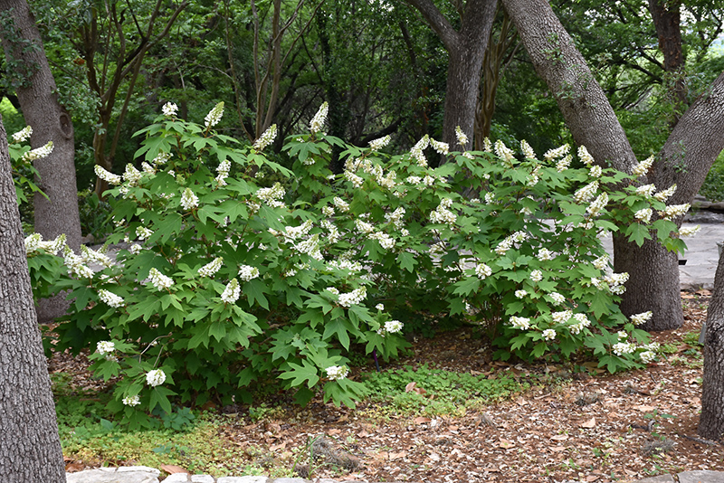 Oakleaf Hydrangea (Hydrangea quercifolia) at Autumn Hill Nursery