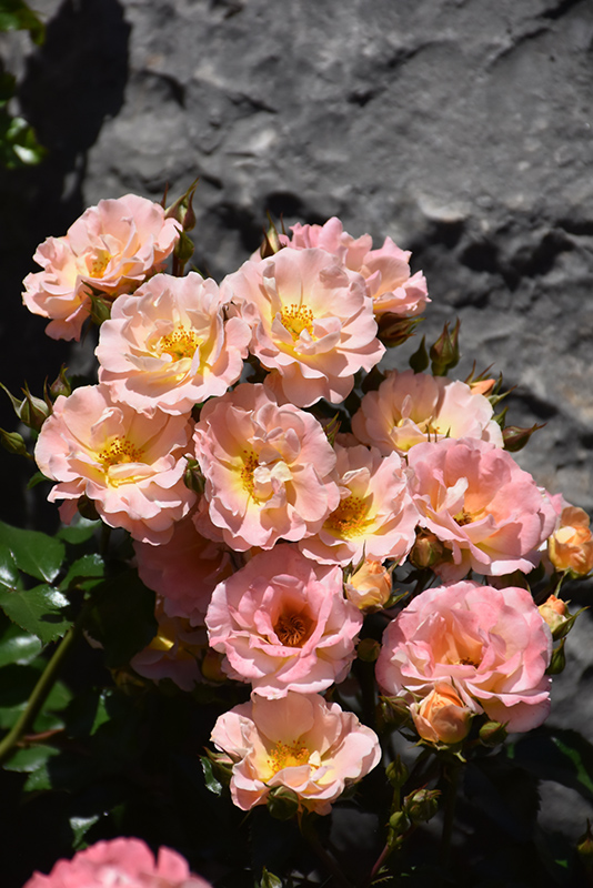 Peach Drift Rose (Rosa 'Meiggili') at Autumn Hill Nursery