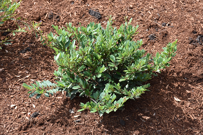 Coppertone Evergreen Distylium (Distylium 'PIIDIST-III') at Autumn Hill Nursery