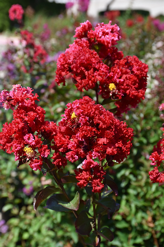 Colorama Scarlet Crapemyrtle (Lagerstroemia 'JM1') at Autumn Hill Nursery