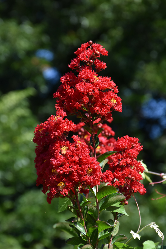Red Rocket Crapemyrtle (Lagerstroemia indica 'Whit IV') at Autumn Hill Nursery