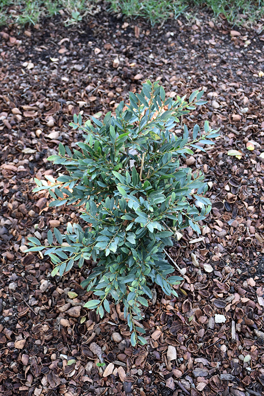 Jewel Box Evergreen Distylium (Distylium 'BLDY01') at Autumn Hill Nursery