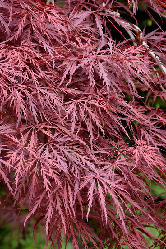 Red Dragon Japanese Maple (Acer palmatum 'Red Dragon') at Autumn Hill Nursery