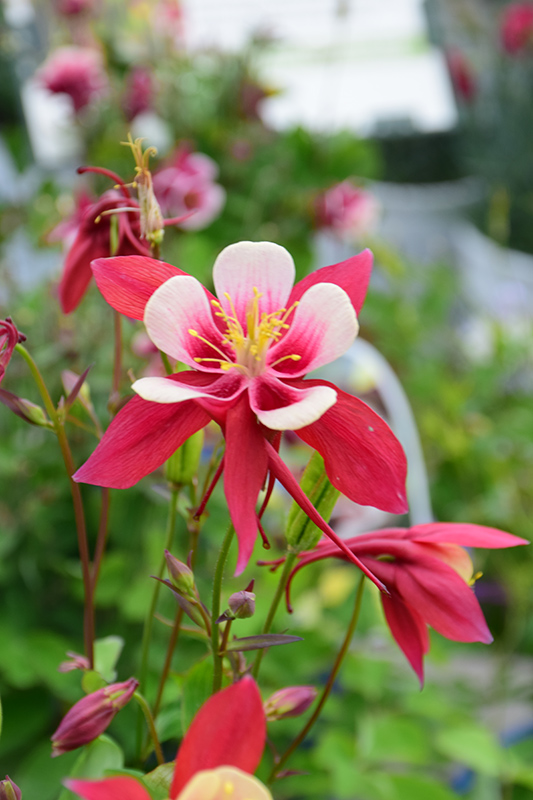 Origami Red and White Columbine (Aquilegia 'Origami Red and White') at Autumn Hill Nursery