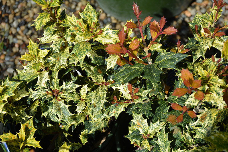 Variegated False Holly (Osmanthus heterophyllus 'Goshiki') at Autumn Hill Nursery