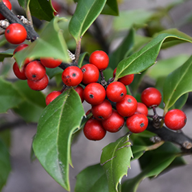 Evergreen Shrub Photo